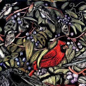 Virginia creeper