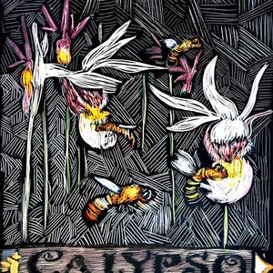 Calypso
