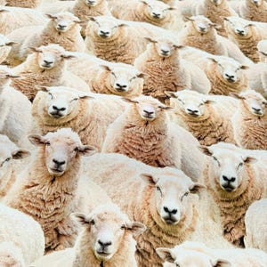 May include: A densely packed image of numerous sheep, each with creamy-white wool. The sheep are closely arranged, facing the viewer. The lighting accentuates the texture of the wool and the sheep's facial details, creating a textured pattern.