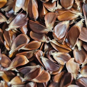 May include: A collection of numerous brown beech tree seeds, each featuring a smooth, teardrop-shaped shell with a pointed tip and a slightly lighter, fibrous base. The seeds are densely packed together, displaying various shades of tan and mahogany.