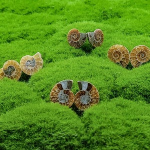 Ammonite Fossil Pairs 100 Million Years Old!