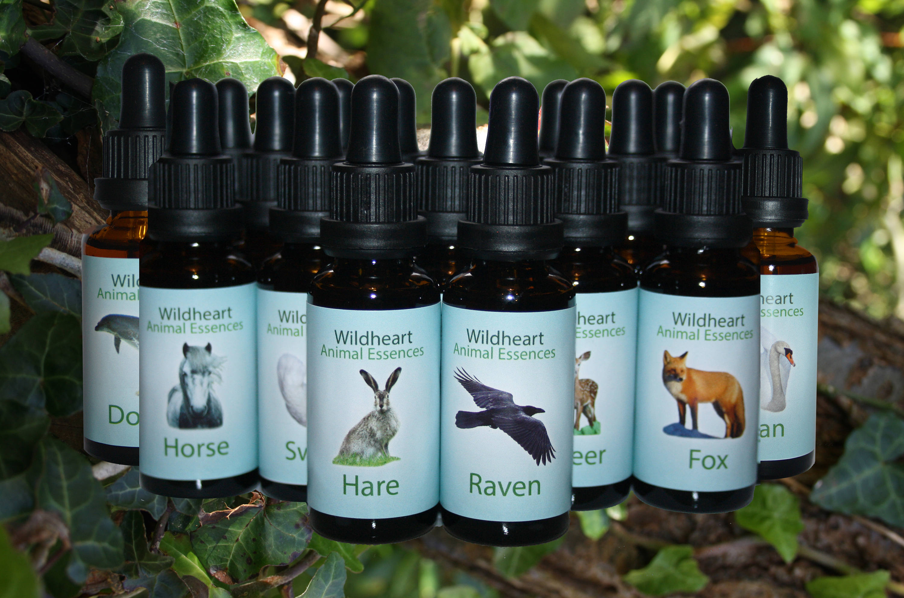 Wildheart Animal Essences Wild Cat Etsy