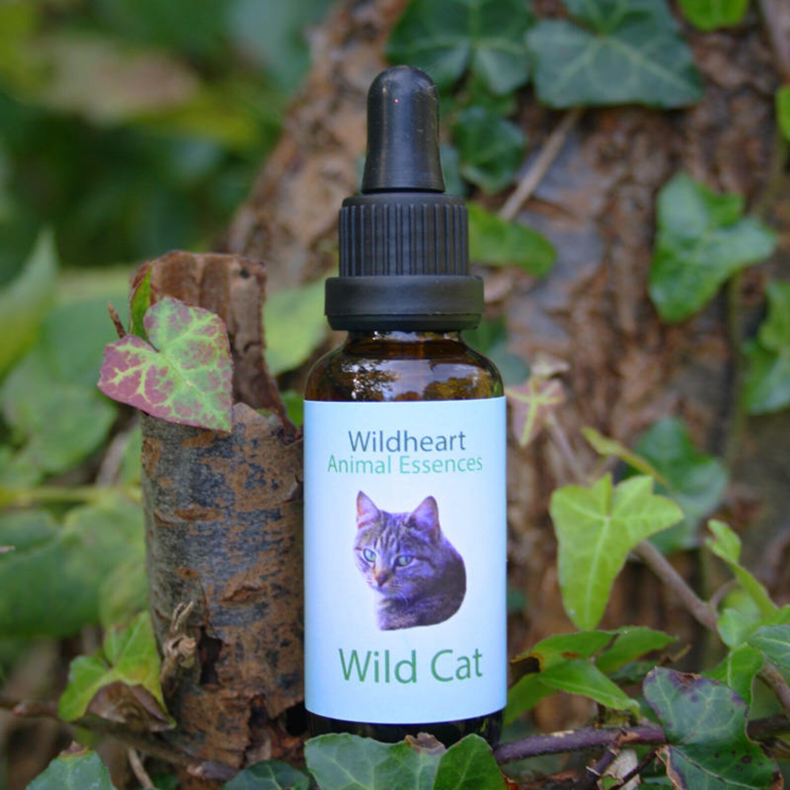 Wildheart Animal Essences Wild Cat Etsy