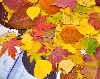 autumn leaves etsy