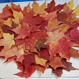 65+ Real Fall Sugar Maple Leaves Autumn Leaves Pressed Leaves Dried Leaves Fall Decorations Fall Wedding Thanksgiving Decor Organic