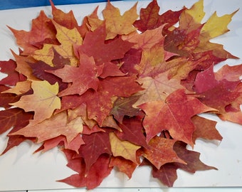 65+ Real Pressed Sugar Maple Leaves: Fall Wedding Thanksgiving Decor Biodegradable