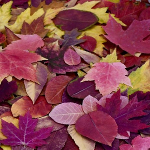 200+ Assorted Pressed Fall Leaves: Natural Organic Autumn Holiday or Wedding Decor Craft Supply