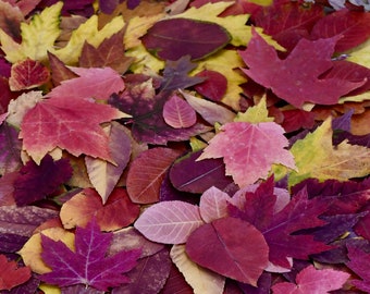 200+ Assorted Pressed Fall Leaves: Biodegradable Autumn Holiday or Fall Wedding Decor Craft Supply