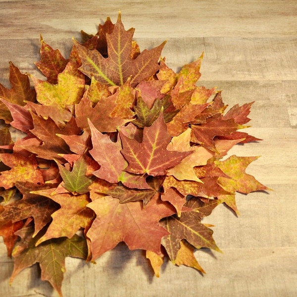 Real Fall Sugar Maple Leaves Pressed & Dried 35 + Leaves for Crafts Photos Decor Weddings Holidays Home and Office Organic Biodegradable