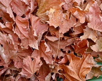 Natural Dried Maple Leaves: Unique Autumn Decor, Seasonal Decor, Wedding Scatter (1 Lb Box)
