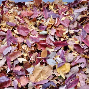 Natural Fall Leaf Confetti: Biodegradable Wedding & Event Decor