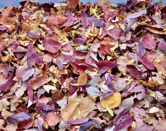 Natural Autumn Leaf Confetti: Biodegradable Home, Wedding, Holiday Decor DIY Craft Supply