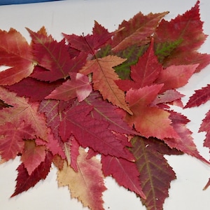 35+ Real Pressed Red Maple Leaves: Organic Biodegradable Fall Decor Craft Supply