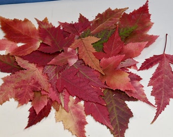 40+ Real Pressed Red Maple Leaves:  Biodegradable Fall Decor Craft Supply