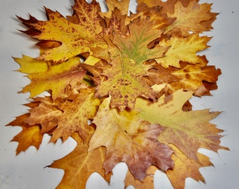35+ Dried Oak Leaves: Natural Fall Autumn Decor, Crafts Supply or Holiday, Weddings Decor