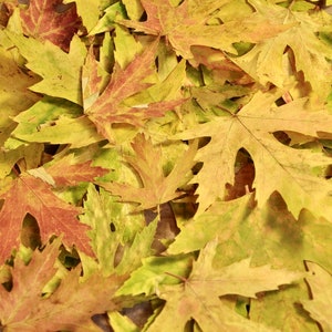 150+ Pressed Maple Real Fall Leaves: Organic Biodegradable Fall Wedding Holiday Decor, Craft Supply