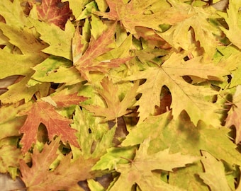 150 + Pressed Maple Leaves Dried Autumn Biodegradable Fall Leaves Wedding Decor, Craft Supply