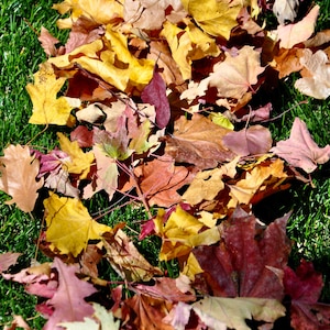 May include: A pile of colorful autumn leaves in shades of yellow, orange, brown, and red, scattered on a bed of green grass.