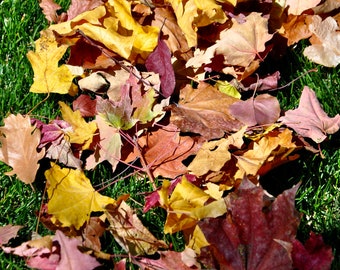 Natural Dried Fall Leaves: Biodegradable Wedding & Fall Holiday Event Decor, 10" Box Photo Shoots