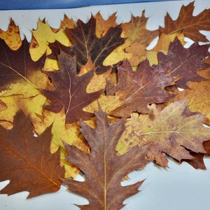 May include: A collection of dried oak leaves in various shades of brown, yellow, and red. The leaves are arranged in a pile on a white surface.