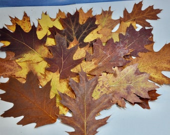 35+ Pressed Red Oak Leaves: Autumn Decor, Crafts Supply & Wedding or Holiday Decor