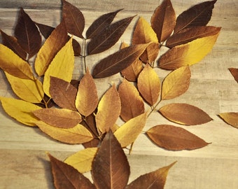 Hojas de fresno morado prensadas reales: decoración de otoño para bodas y Acción de Gracias, suministros para manualidades (más de 65 unidades).
