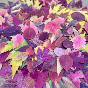 150+ Pressed Natural Fall Leaves Assortment: Organic Biodegradable, Wedding Event Holiday Decor Craft Supply