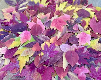 150+ Pressed Natural Fall Leaves Assortment: Organic Biodegradable, Wedding Event Holiday Decor Craft Supply