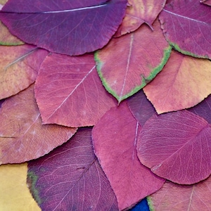 Organic Real Pressed Pear Leaves: Fall Wedding Decor, Autumn Crafts, Event Decor