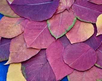 65+ Biodegradable Pear Leaves Pressed: Autumn, Holiday,Fall, Wedding Decor