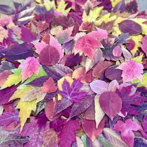 Organic Pressed Fall Leaves: Assorted Autumn Colors, Wedding Holiday or Event Decor Crafts Supply