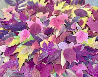 Organic Pressed Fall Leaves: Assorted Autumn Colors, Wedding Holiday or Event Decor Crafts Supply