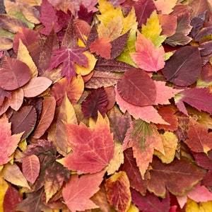 May include: A collection of autumn leaves in various shades of red, orange, yellow, and brown. The leaves are arranged in a random pattern, creating a beautiful and colorful display.
