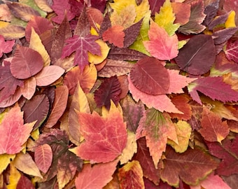 300+ Real Pressed Fall Leaves Assortment: Biodegradable Autumn Event, Holiday, Wedding Decor, Craft Supply