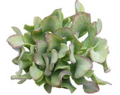 Ripple Jade Ruffle Jade Crassula arborescens subsp. undulatifolia Curly Jade Wave Leaf Jade Dollar Plant Jade Tree Lucky Plant