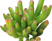 Gollum Jade Crassula ovata Trumpet Jade Hobbit s Pipe Jade ET s Fingers Jade Plant Jade Tree Money Tree Finger Jade Succulent Spoon Jade