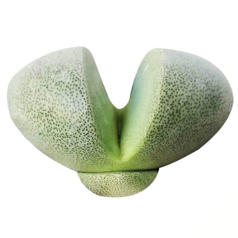 Flush Split Pot Flush Split Pot