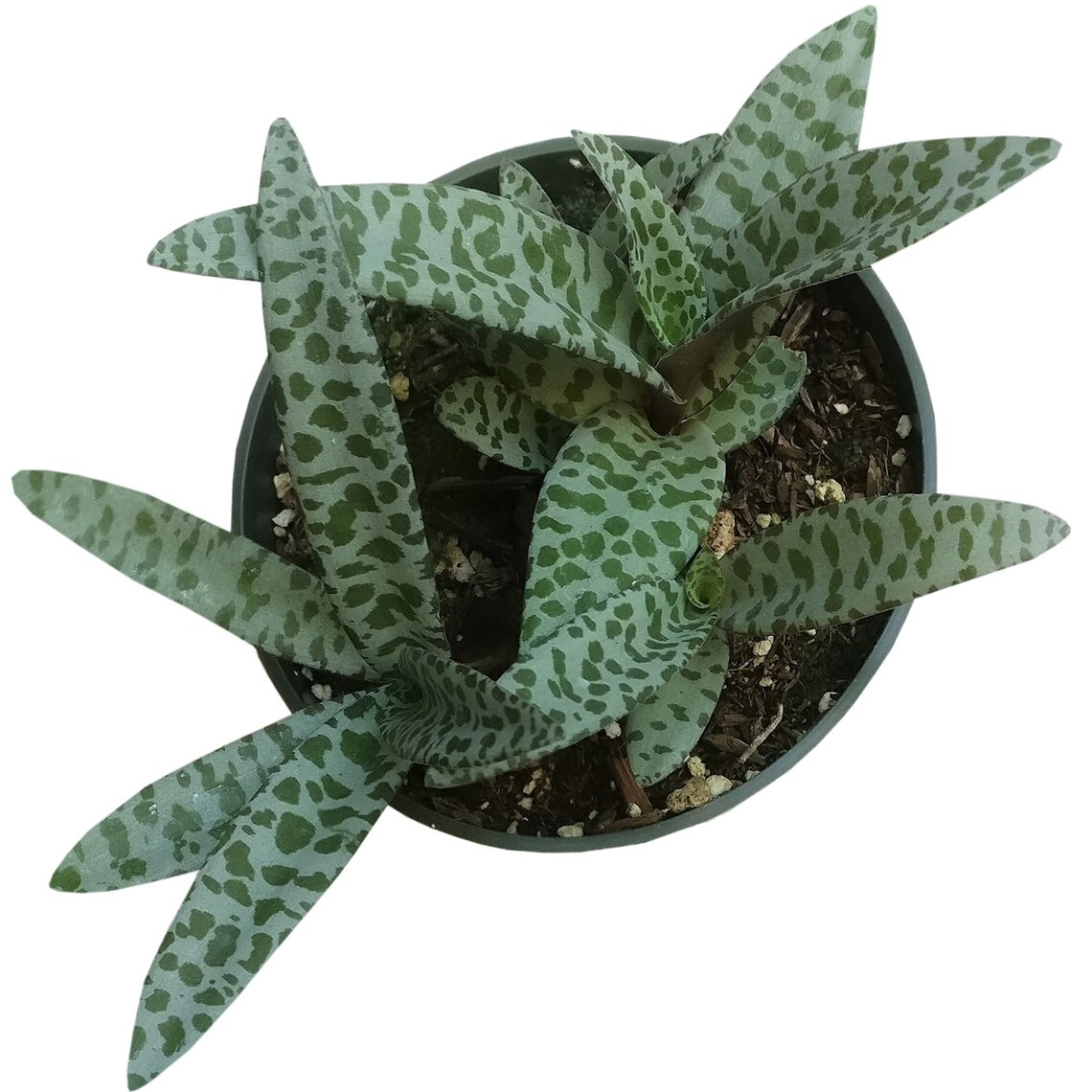 Scilla Violacea Silver Squill Plant Synonym Ledebouria Etsy