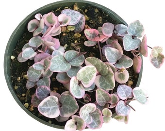 String of Hearts Plant Succulent VARIEGATED Ceropegia Woodii 4'' Pink Exotic Succulent Wholesale Succulent Rare String of Hearts Plant