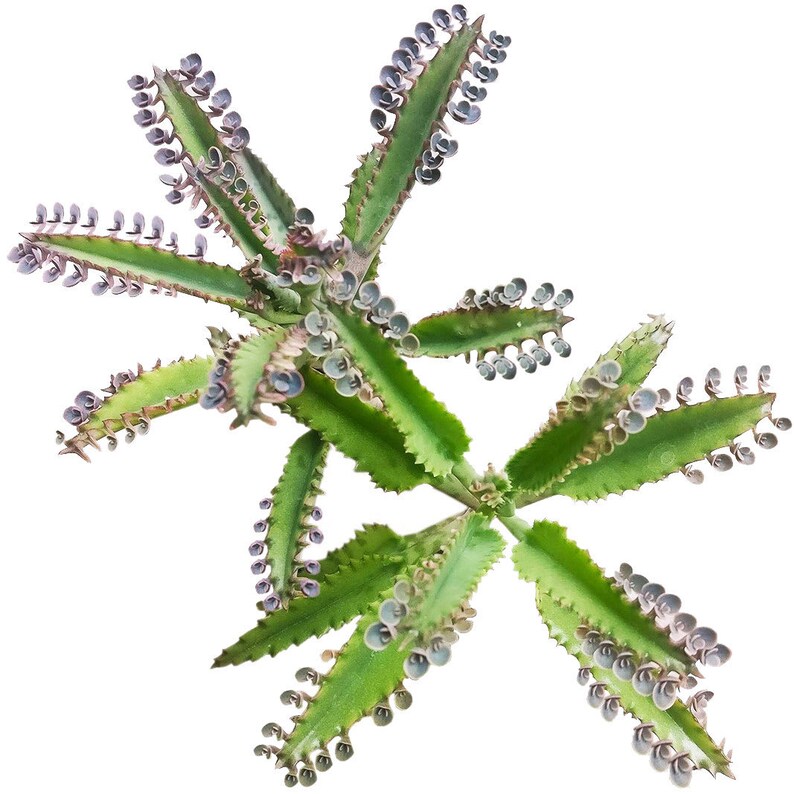 Alligator Plant Kalanchoe//Succulent Mother Of Thousands