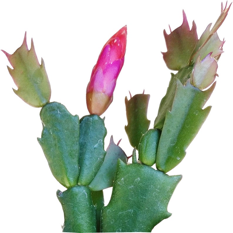 Christmas Cactus Thanksgiving Easter Winter Image 0