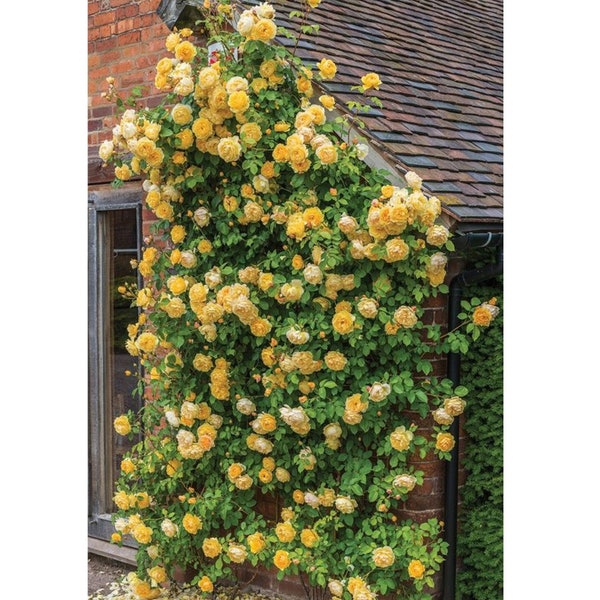 5 Yellow Climbing Rose Rosa Bush Vine Climber Fragrant Butterfly Flower Seeds