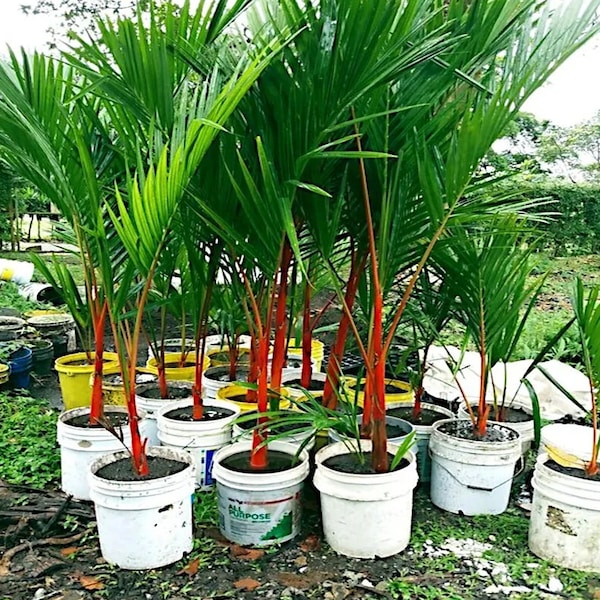 10 Red Sealing Wax "Lipstick" Palm Tree Seeds (Cyrtostachys Renda) House Plant