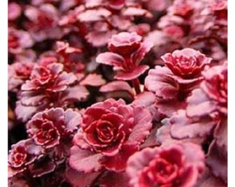 50 Red Dragons Blood Sedum Stonecrop Sedum Spurium Flower Seeds