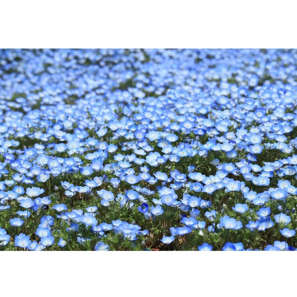 250 Baby Blue Eyes Seeds (Nemophila Menziesii) | Low Ground Cover Flowers, Blue