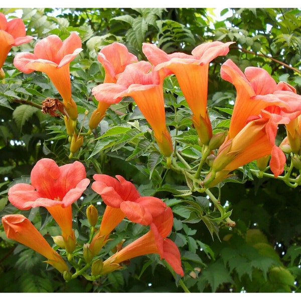 100+ Flower Vine Seeds: Perennial Trumpet Creeper (Campsis Radicans) Usa Seller