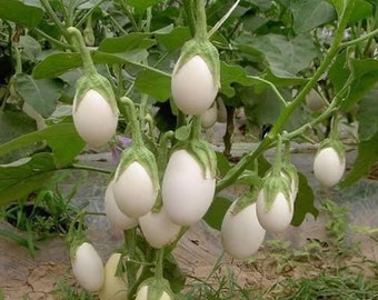 20 Easter Egg Plant Ornamental Easter Eggplant / Nest Egg Solanum Ovigerum Seeds