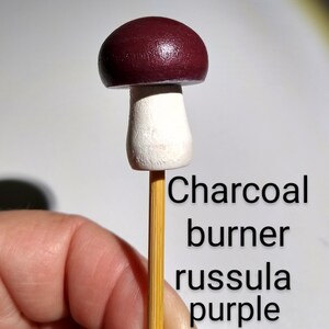 K&ouml;nnte beinhalten: Ein kleiner Holzpilz mit einem wei&szlig;en Stiel und einem dunkelvioletten Hut. Der Pilz befindet sich auf einem Holzspie&szlig;. Der Text "Charcoal burner russula purple" steht unter dem Pilz.
