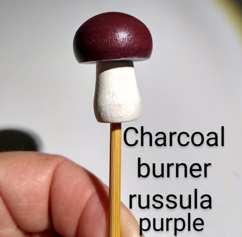 K&ouml;nnte beinhalten: Ein kleiner Holzpilz mit einem wei&szlig;en Stiel und einem dunkelvioletten Hut. Der Pilz befindet sich auf einem Holzspie&szlig;. Der Text "Charcoal burner russula purple" steht unter dem Pilz.