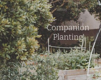 Companion Planting eBook - Digital Download